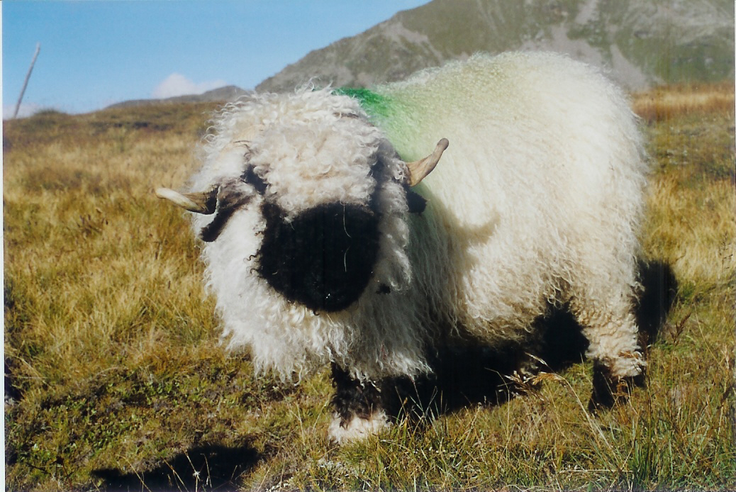 Walliser Schwarznasenschaf