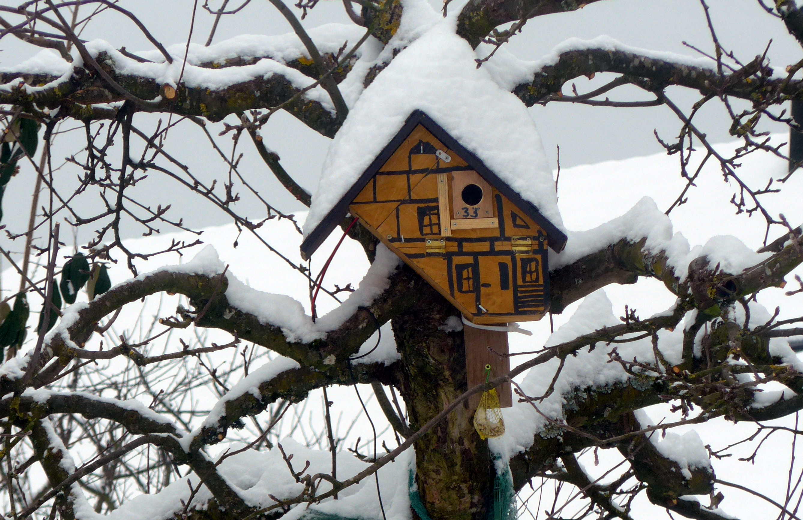 NK ApfelbaumWinter1